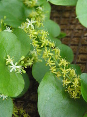 Dioscorea elephantipes