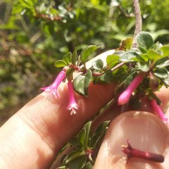 Fuchsia thymifolia