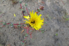 Lampranthus glaucus
