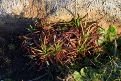 Armeria maritima californica