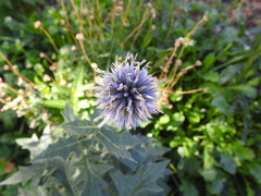 Echinops