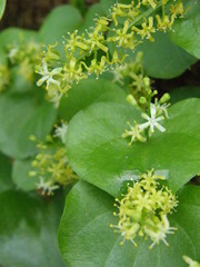 Dioscorea elephantipes