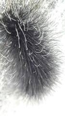 Apistosia judas