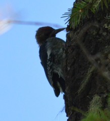 Sphyrapicus ruber