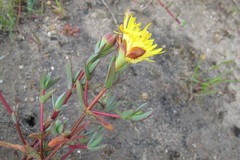 Lampranthus glaucus