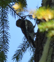 Sphyrapicus ruber