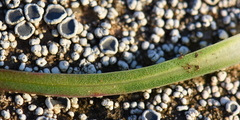 Armeria maritima californica