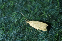 Dichomeris limosellus