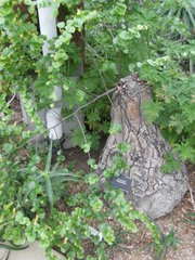 Dioscorea elephantipes