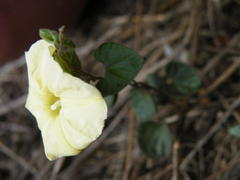 Ipomoea obscura obscura