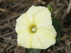 Ipomoea obscura obscura