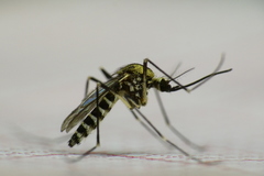 Aedes atropalpus