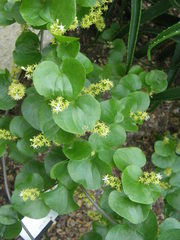 Dioscorea elephantipes