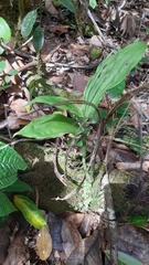 Phaius tetragonus