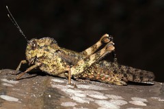 Abisares viridipennis