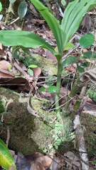 Phaius tetragonus