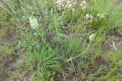 Echiostachys incanus