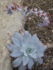 Echeveria cante