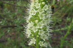 Echiostachys incanus