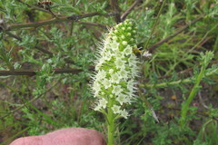 Echiostachys incanus