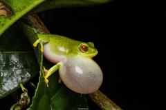 Raorchestes jayarami