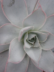 Echeveria cante