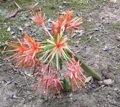Scadoxus multiflorus katharinae