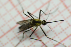 Aedes atropalpus