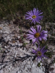 Aster amellus bessarabicus
