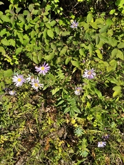 Aster amellus bessarabicus