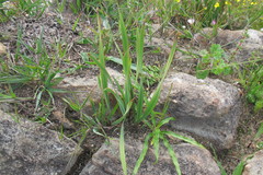 Watsonia strictiflora