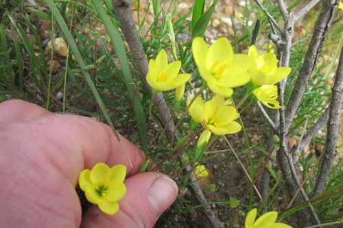 Image of Geissorhiza ornithogaloides by (c) James Deacon, some rights reserved (CC BY-SA)