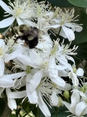 Bombus impatiens