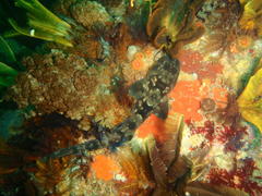 Haploblepharus pictus