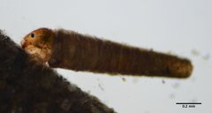 Amiocentrus aspilus