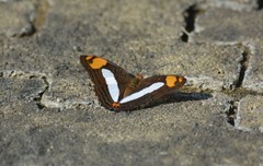 Adelpha basiloides