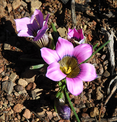 Romulea atrandra atrandra