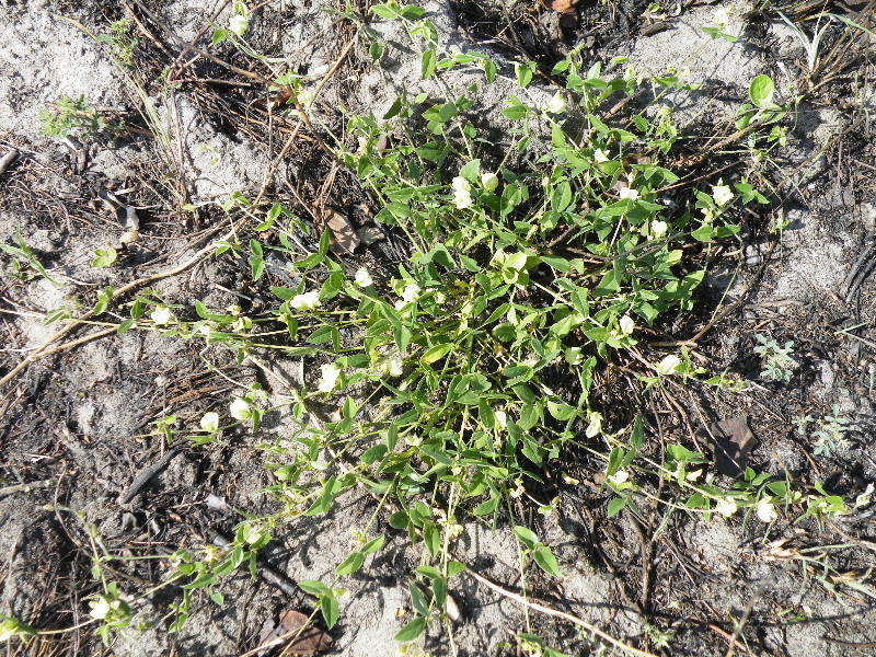 Macrotyloma axillare var. axillare