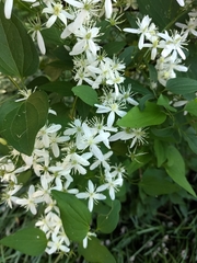 Clematis terniflora