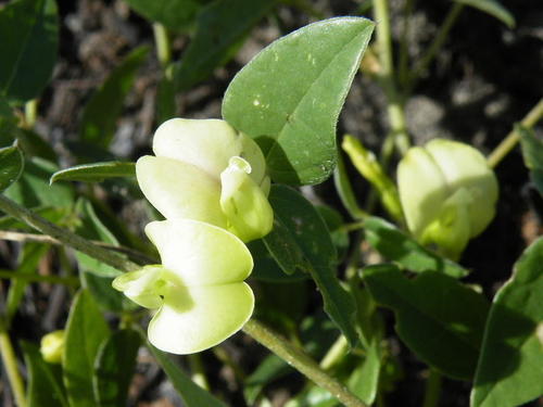 Macrotyloma axillare