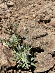 Campanula scabrella