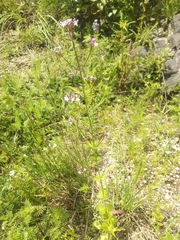 Valeriana urticifolia