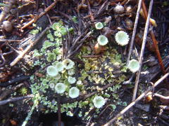 Cladonia humilis
