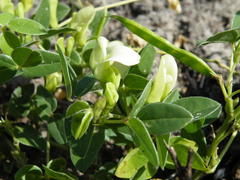Macrotyloma axillare axillare