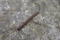 Acanthoiulus fuscipes