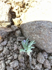 Campanula scabrella