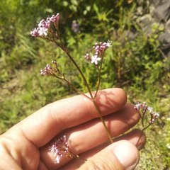 Valeriana urticifolia
