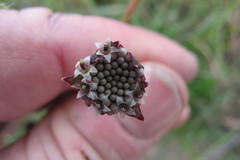 Othonna digitata