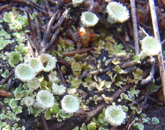 Cladonia humilis