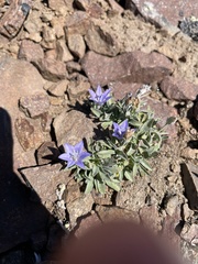 Campanula scabrella